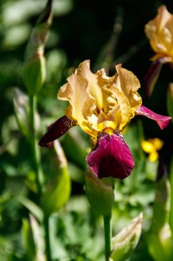 Bahçedeki çiçek tarhında güzel bir iris çiçeği