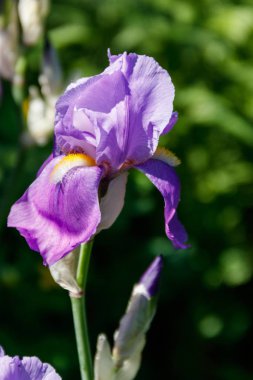 Bahçedeki çiçek tarhında güzel bir iris çiçeği