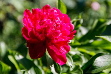 Bahçede pembe şakayık