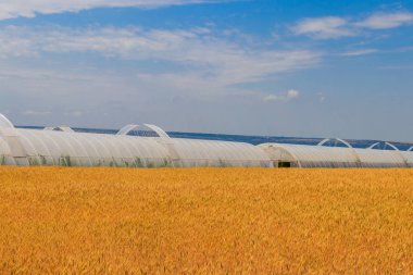 Sebze yetiştirmek için plastik bir sera olarak Polietilen tünel