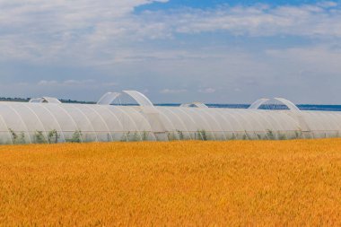 Sebze yetiştirmek için plastik bir sera olarak Polietilen tünel