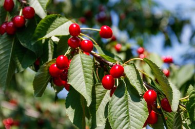 Olgun kırmızı kiraz ağacı dalı yakın çekim üzerinde