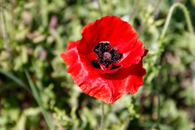 Yeşil çayırda kırmızı haşhaş çiçeği