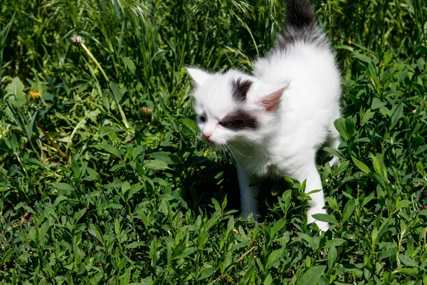 Маленький котенок в зеленой траве — стоковое фото
