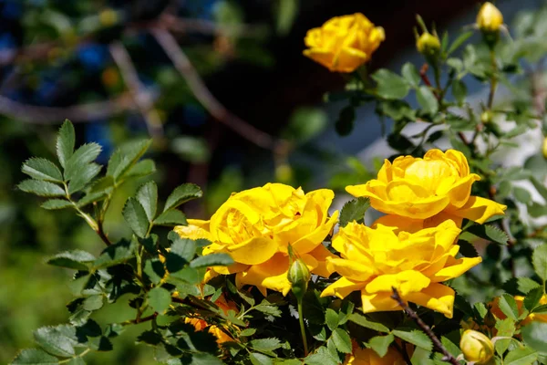 Schöner Strauch gelber Rosen im Garten — Stockfoto
