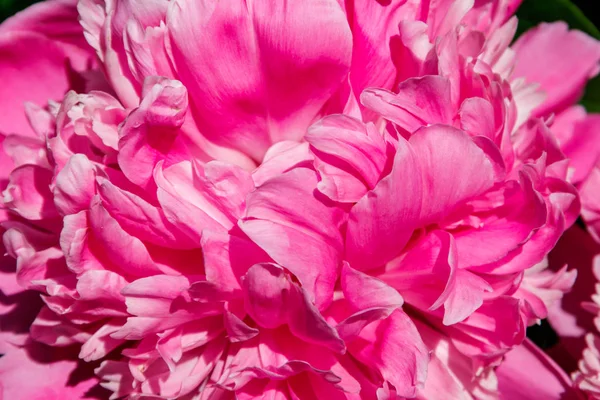 Close-up de bela flor de peônia rosa — Fotografia de Stock