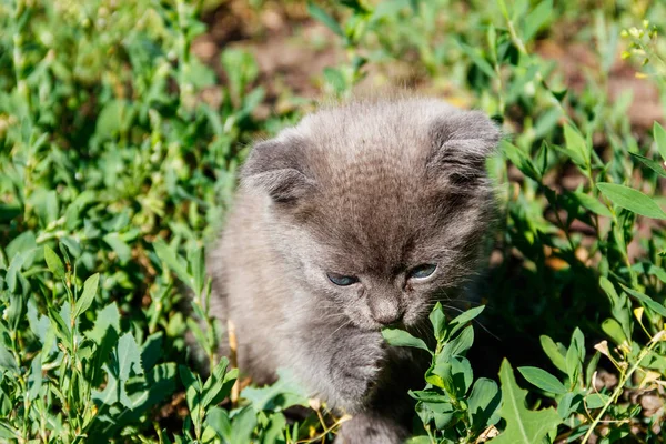 緑の芝生の上の灰色スコティッシュフォールド子猫 — ストック写真