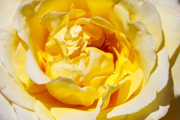 Nahaufnahme der schönen gelben Rose — Stockfoto