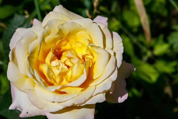 Hermosa rosa amarilla en el parterre en el jardín —  Fotos de Stock