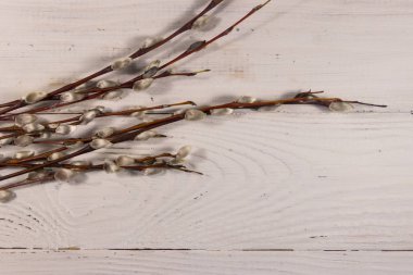 Beyaz ahşap arka planda amcık söğüdü dalları. Üst görünüm, alanı kopyala