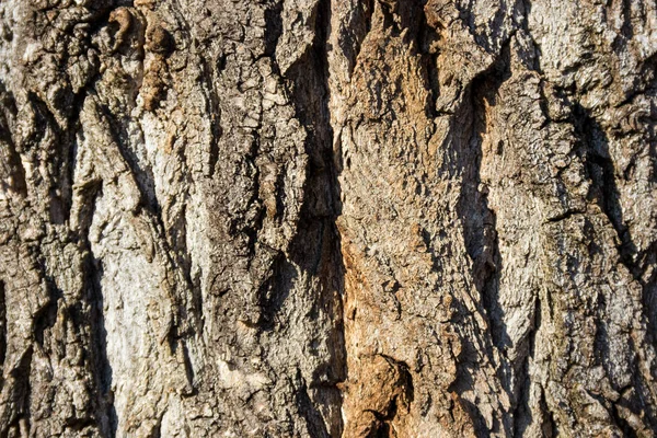 Textura da casca da árvore — Fotografia de Stock