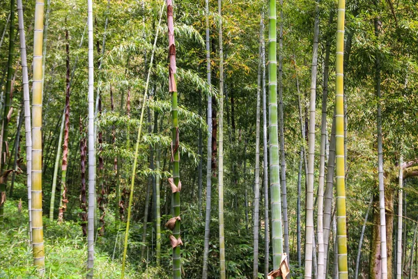 Boschetto di bambù verde nell'orto botanico Batumi, Georgia — Foto Stock