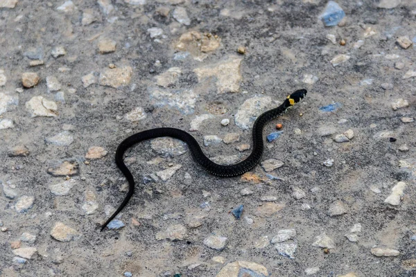 Piccolo serpente d'erba (Natrix Natrix) su strada asfaltata — Foto Stock