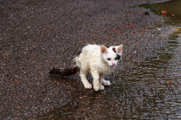 Nasse Obdachlose trauriges Kätzchen auf einer Straße nach einem Regen. Konzept zum Schutz heimatloser Tiere — Stockfoto