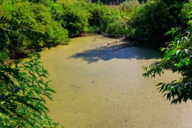 Bataklık yeşil ormanda ördek weed ile büyümüş