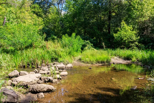 Small river in green forest at summer — Stock Photo, Image