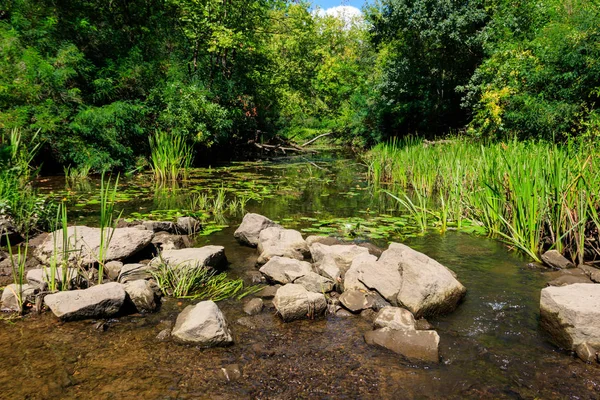 Kleine rivier in groen bos in de zomer — Stockfoto