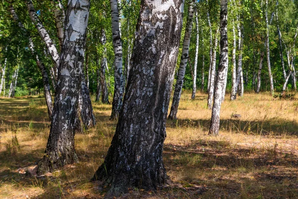 Hermosos abedules en el bosque de abedules en verano — Foto de Stock