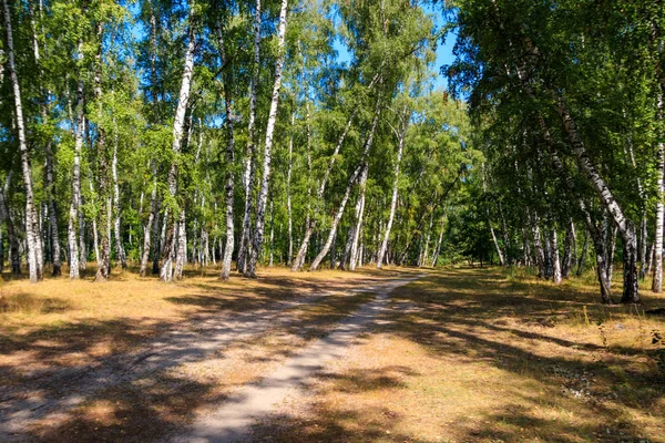 Mooie berken bomen in berken bos in de zomer — Stockfoto