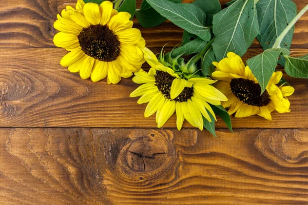 Girasoles decorativos sobre fondo de madera — Foto de Stock