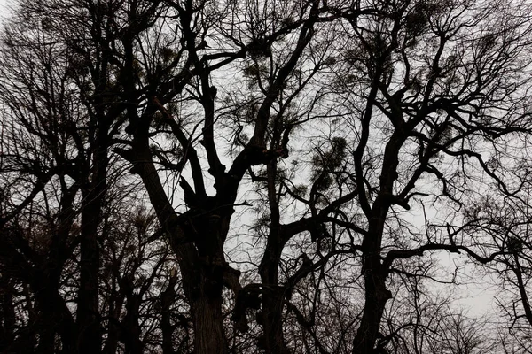Holé stromy v lese za špatného oblačného počasí — Stock fotografie