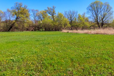 Yeşil çayır ve ağaçlarla kaplı ilkbahar manzarası