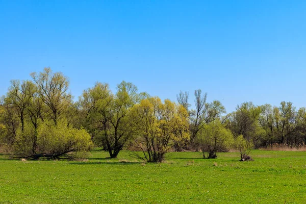 Voorjaarslandschap met groene weide en bomen — Stockfoto