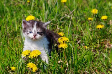 Sarı karahindiba çiçekli küçük kedi yavrusu. Genç kedi yeşil çayırda