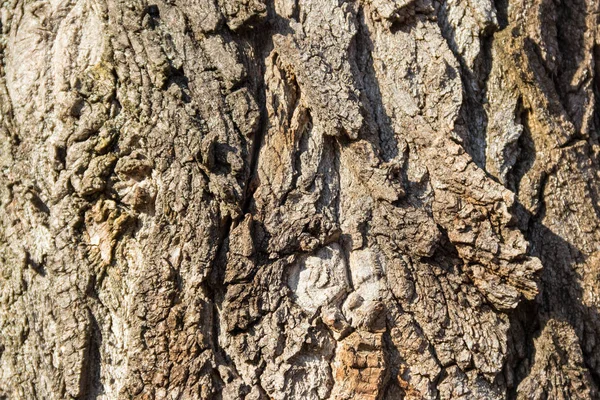 Textura da casca da árvore — Fotografia de Stock