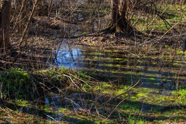 Swamp in forest clipart