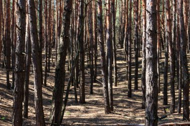 Uzun boylu çam ağaçlarının iğne yapraklı orman