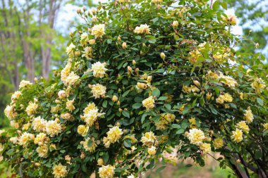 Bahçedeki sarı güller