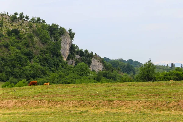 Стада корів, котрі пасуться на зеленій траві в кавказьких гір — стокове фото