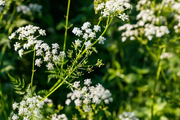 Blüten des Wasserschierlings (Conium maculatum) — Stockfoto