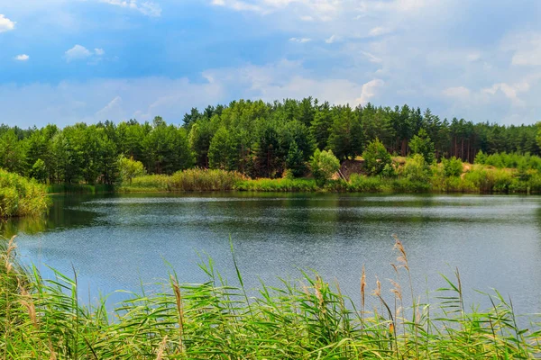 Yazın bir çam ormanında güzel bir göl manzarası