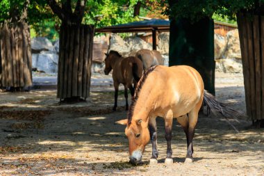 Przewalski çayırdaki vahşi atlar. Przewalski 'nin atı (Equus przewalskii veya Equus ferus przewalskii), Moğol vahşi atı olarak da bilinir.