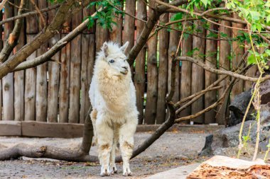Çiftlikte beyaz alpaka (Vicugna pacos)