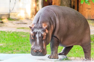 Yaygın su aygırı (Hippopotamus amfibi) veya su aygırı
