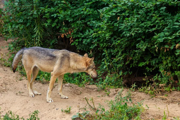 Szürke farkas (Canis lupus) az erdőben — Stock Fotó