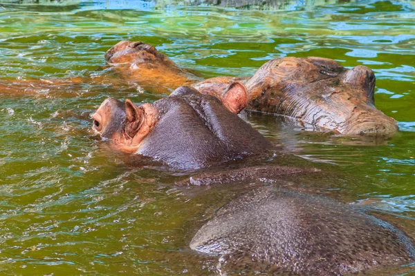 Hipopótamo común (Hippopotamus amphibius) o hipopótamo en el agua —  Fotos de Stock