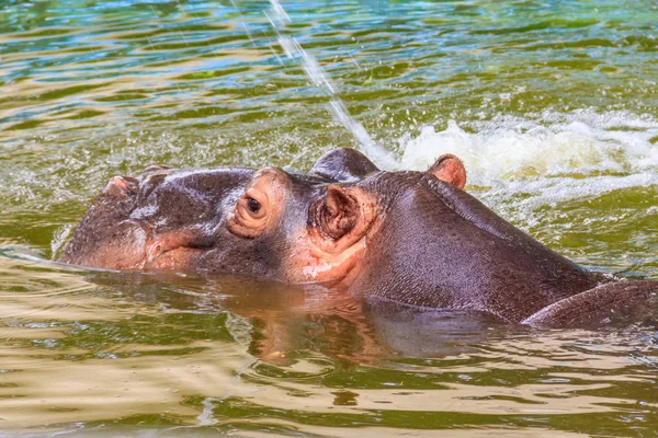 Hipopótamo común (Hippopotamus amphibius) o hipopótamo en el agua —  Fotos de Stock