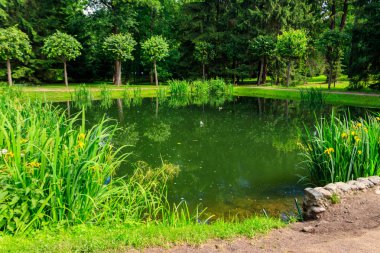 Peterhof 'un aşağı parkındaki küçük güzel gölet St. Petersburg, Rusya