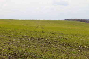 Yeşil buğday filizi alan