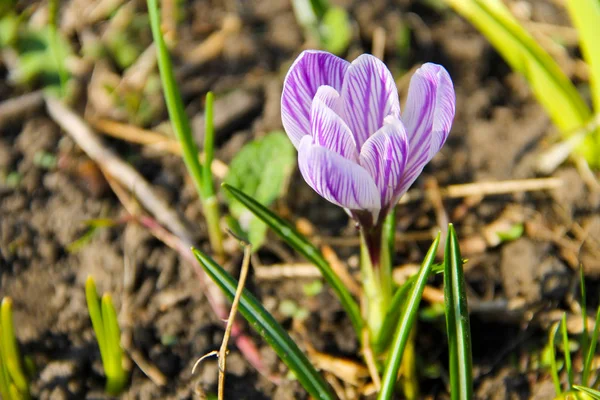 봄에 보라색 크로커스 — 스톡 사진