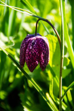 Yılan kafası fritiller-Fritillaria Meleagris
