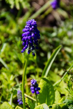 Muscari mavi üzüm sümbül çiçek bahçesinde