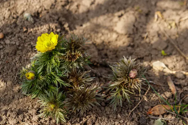 Fleur d'adonis jaune dans le jardin au printemps — Photo