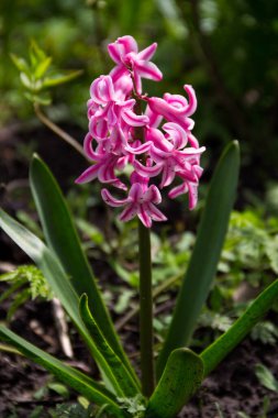 Bahçede pembe sümbül