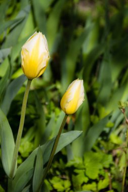 Flowerbed bahçesinde üzerinde sarı laleler