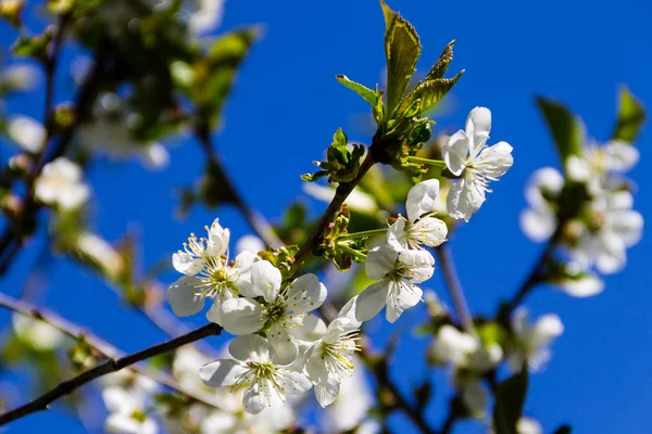 Detail of blossom cherry tree — Stock Photo, Image